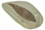 Fossil Oak Leaf (Pos/Neg) - Green River Formation, Colorado #244663-2